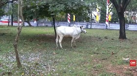 VIDEO: Tak Bertuan, Sapi Kurban Belum Dipotong