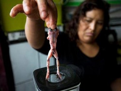 Jus Kodok hingga Penis Hewan Jadi Santapan Lezat di Negara Ini
