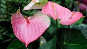 PERHATIKAN PROSES PENANAMAN BIBIT TANAMAN HIAS ANTHURIUM