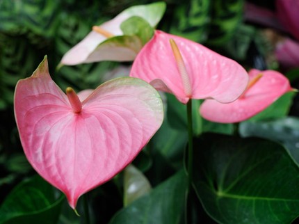 Top 5 Sepekan: 5 Tanaman Hias Tercantik, Istri Ferry Irawan Kena Stroke