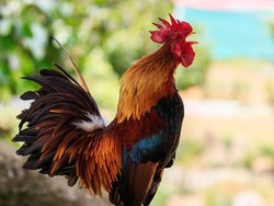 Turis Asing Terganggu Suara Kokok Ayam, PHRI Sarankan Pindah ke Hotel