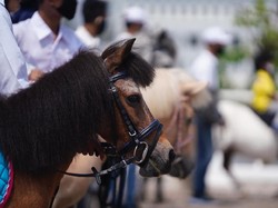 Equinara Pulomas Open 2020, Langkah Awal Memajukan Petensi Kuda Poni