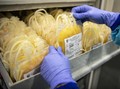 Studi: Transfusi Plasma Kurangi Kematian Pasien Covid-19
