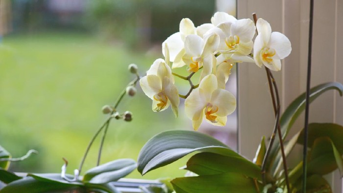 Yellow orchid in cozy living room.