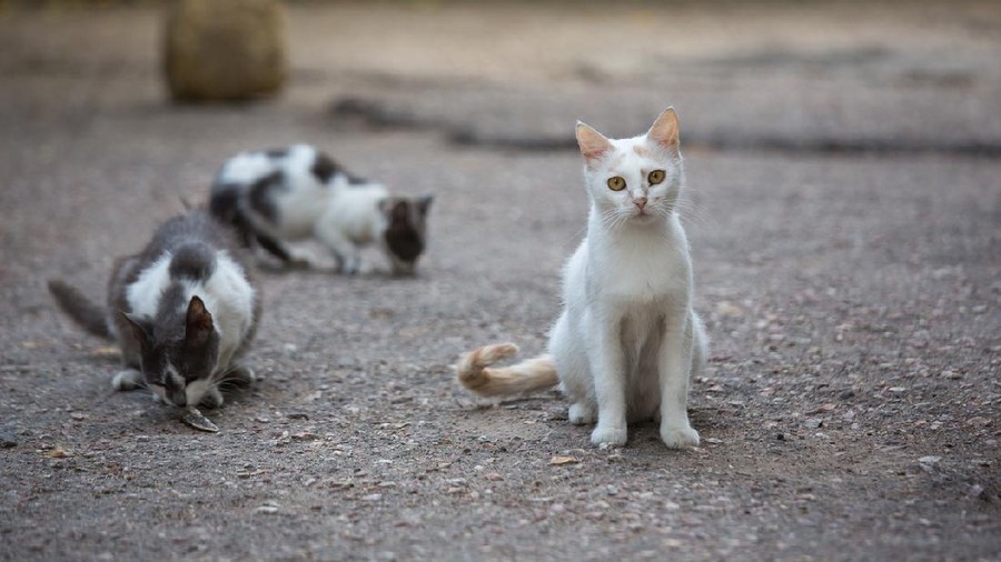 White stray cat on the streets of the city