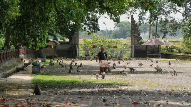 Penggratisan tiket masuk ke Alas Kedaton bagi warga lokal dan wisatawan domestik berlaku tiga bulan atau Juli sampai September.
