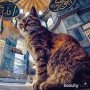 Kenalan Sama Gli, Kucing Hagia Sophia yang Punya Akun Instagram Sendiri