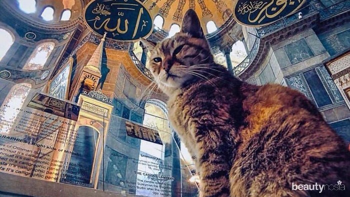 Kenalan Sama Gli, Kucing Hagia Sophia yang Punya Akun Instagram Sendiri