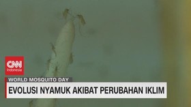 VIDEO: Evolusi Nyamuk Akibat Perubahan Iklim