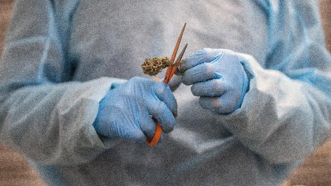 Kementan mengungkap ganja dimasukkan jadi tanaman obat binaan sejak tahun 2006.