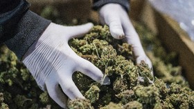 Polisi Sita 200 Kilogram Ganja dari Jaringan Aceh-Jakarta