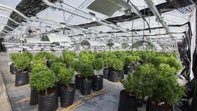 Koalisi Gugat Informasi Pemerintah Tolak Ganja Buat Kesehatan