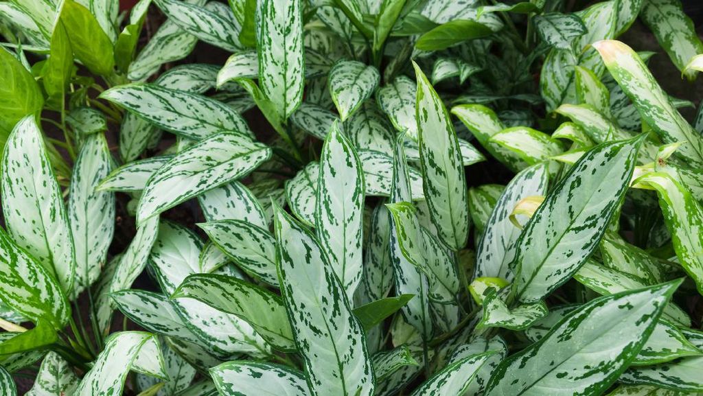 5 Tanaman Hias yang Tidak Butuh Sinar Matahari, Bisa Percantik Kamar