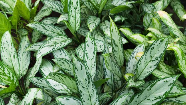 Sri Rezeki atau Aglaonema modestum adalah tanaman hias daerah tropis yang punya daya hidup tinggi, tetapi juga rentan terkena hama.