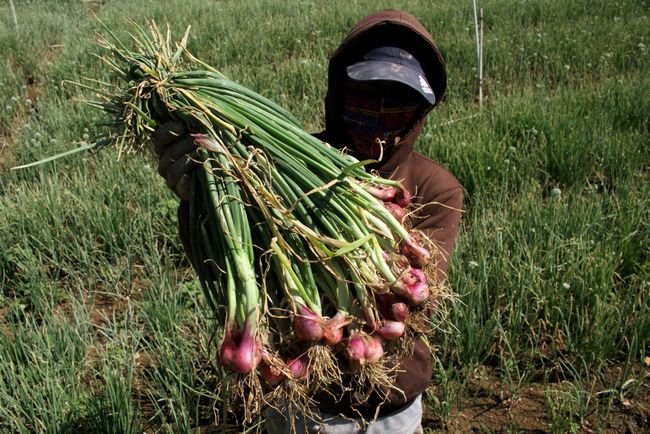 Grafik Kinerja Sektor Pertanian Meningkat Signifikan Di 2020