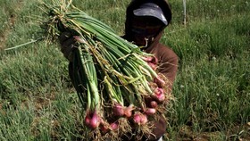 Pemerintah Bangun Food Estate di Sumsel, Kalteng, dan Papua