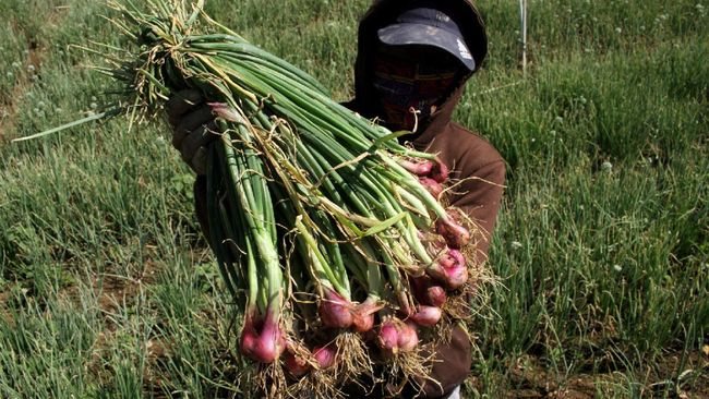 Kejayaan Malaysia Dalam  Bidang Pertanian Di bidang sains 