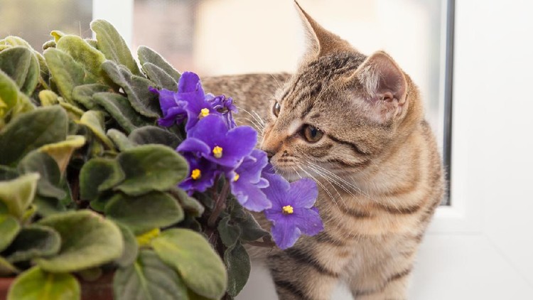 tabby kitten sniffling at african violet flower