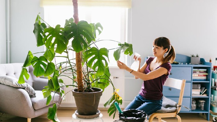 Plant care at home series with Japanese man, woman and child.