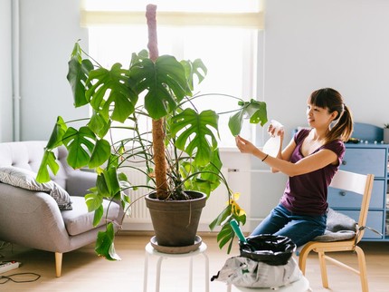 Terpopuler: Tanaman Hias Daun Lebar, Perempuan Keturunan RI Jadi Hakim di AS