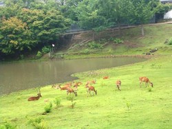 Tak Ada Turis, Rusa di Taman Nara Kehilangan Berat Badan