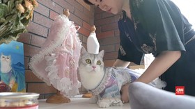 VIDEO: Liu Liu, Kucing lucu Model Busana Tradisional China
