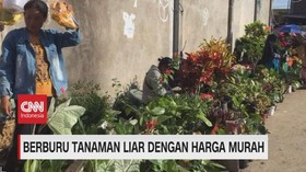VIDEO: Berburu Tanaman Liar Dengan Harga Murah