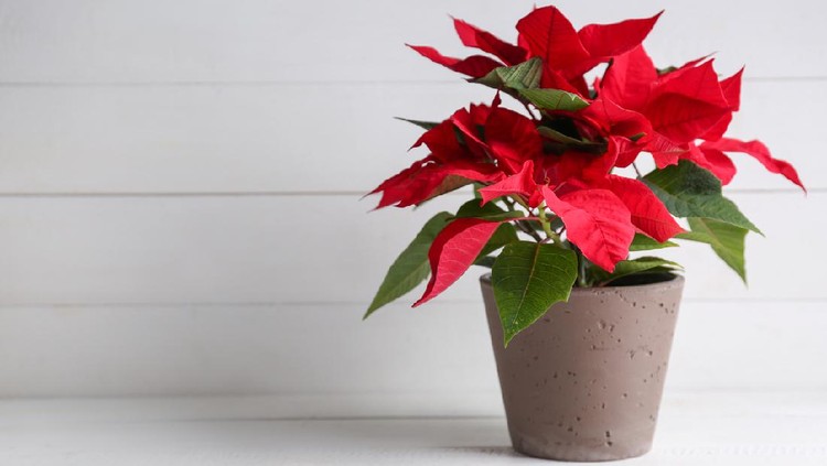 Christmas flower poinsettia on white table