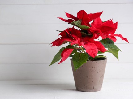 Terpopuler: Tanaman Hias Daun Merah, Resepsi WNI Nikahi Pria Korea Mirip Drakor