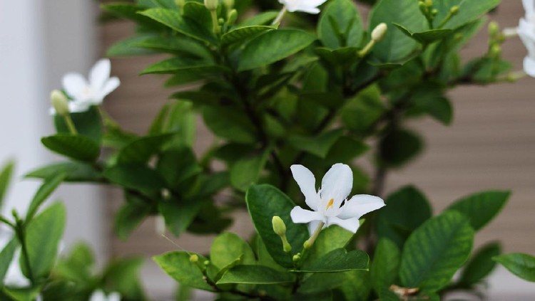 Tanaman hias srigading Night jasmine
