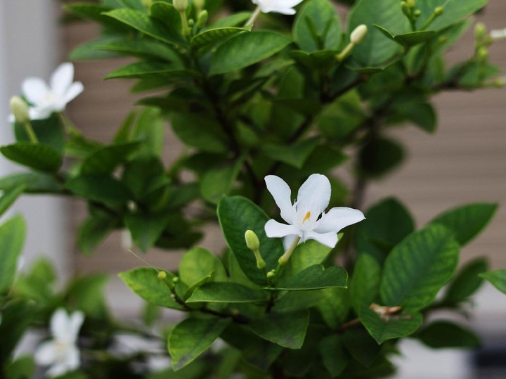 Tanaman Hias Srigading, Berkhasiat dan Punya Wangi Khas