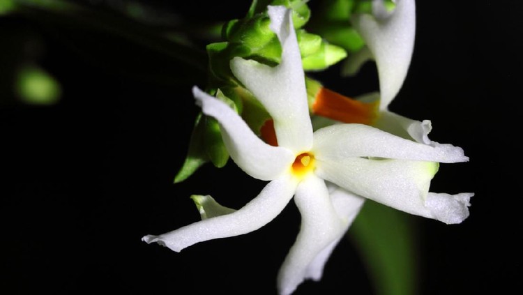 Night jasmine