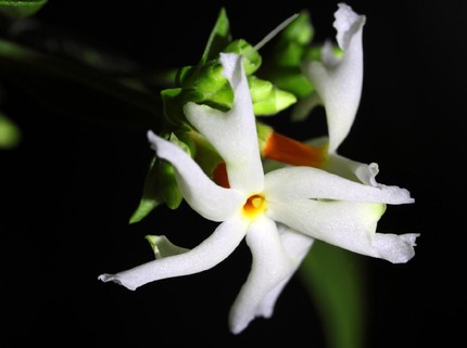 Terpopuler: Tanaman Hias Srigading, Momen Haru Zaskia Gotik & Eks Istri Sirajuddin