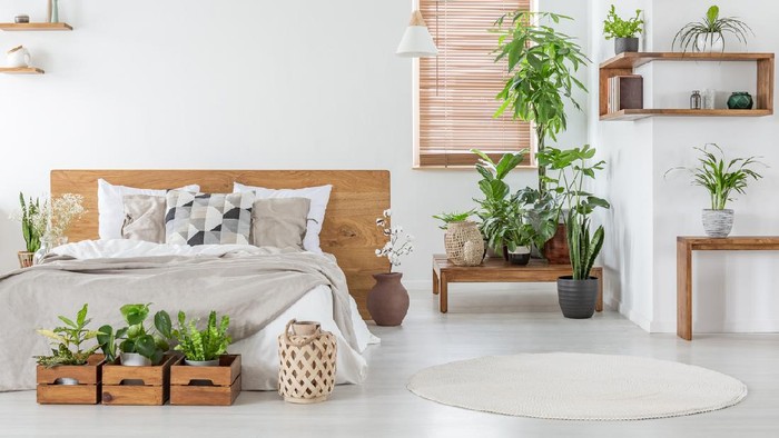 Real photo of a botanical bedroom interior with wooden shelves, tables, double bed, plants and empty wall next to a window with blinds. Place your painting