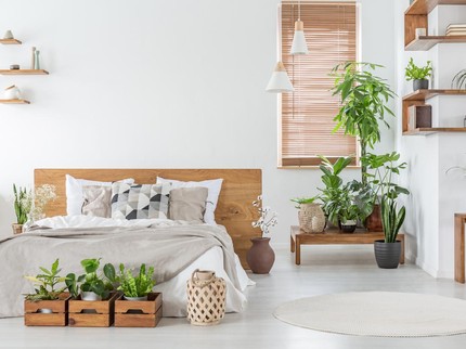 Top 5 Sepekan: Tanaman Hias Indoor, Kisah Pria Kupang Nikahi Bule Cantik