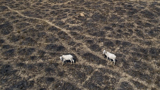 Deforestasi atau kerusakan hutan di Amazon Brasil dan sabana Cerrado tembus rekor tertinggi pada Februari 2023 kemarin.