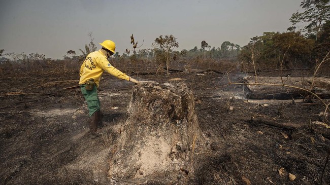 Deforestasi Hutan Amazon, Brasil, naik 22 persen dalam setahun belakangan. Kenaikan tingkat deforestasi ini merupakan yang tertinggi dalam 15 tahun.