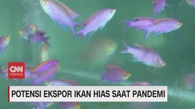 VIDEO: Potensi Ekspor Ikan Hias Saat Pandemi