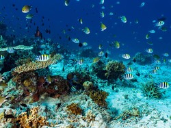 5 Aktivitas Menarik di Sumbawa yang Mesti Dicoba Sekali Seumur Hidup