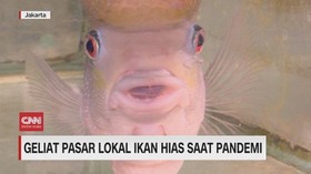 VIDEO: Geliat Pasar Lokal Ikan Hias Saat Pandemi