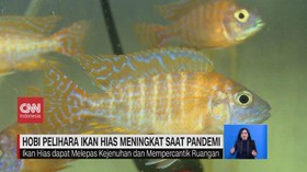 VIDEO: Hobi Pelihara Ikan Hias Meningkat Saat Pandemi