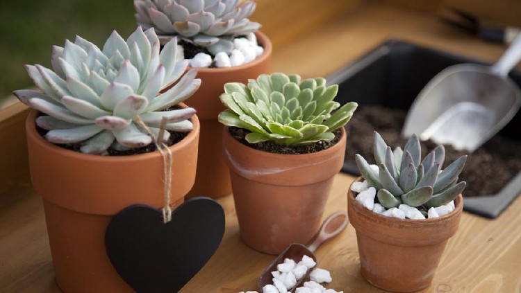 Closeup of assorted succulent plants and clay pots on garden bench ready for planting season.