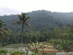 Macan Mangsa Hewan Ternak, Warga Ciamis Resah