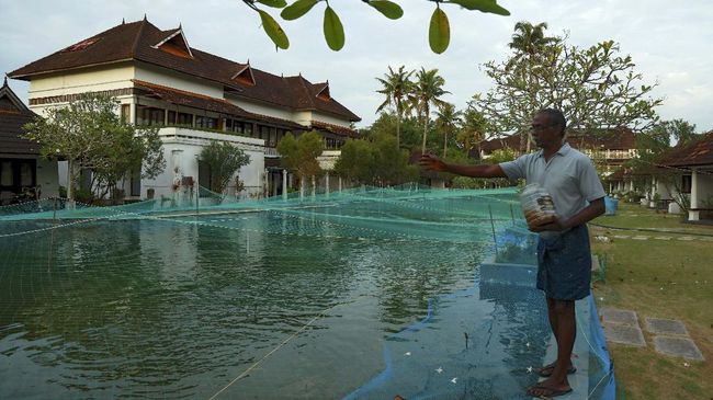 Hotel Mewah di India Ubah Kolam Renang Jadi Peternakan Ikan Sebuah resor mewah di Kerala, India, mengubah area kolam renangnya menjadi peternakan ikan demi menambah pemasukan di tengah pandemi virus corona.