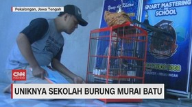 VIDEO: Uniknya Sekolah Burung Murai Batu