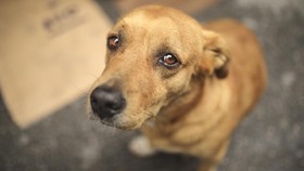Ternyata Anjing Juga Bisa Demensia, Ini Gejala dan Cara Mencegahnya