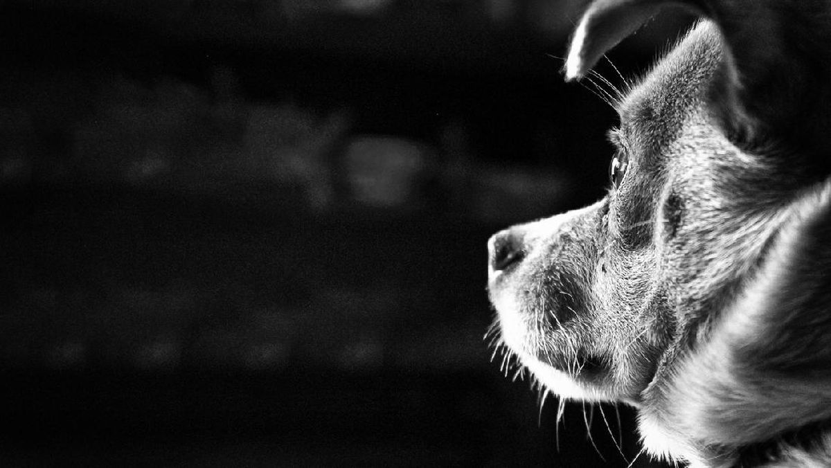 Viral Video Anjing Dikuliti Hidup-hidup, Polisi Diminta Turun Tangan