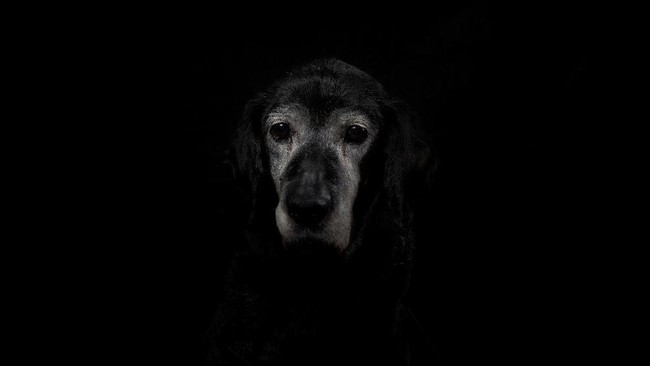 Polisi mengatakan puluhan anjing tersebut selanjutnya akan dijual lagi untuk dijadikan masakan yang dikonsumsi masyarakat, seperti tongseng daging anjing.