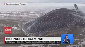 VIDEO: Hiu Paus Terdampar di Pantai Purworejo