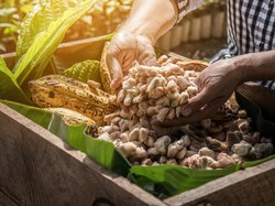 Dear Petani Kakao, Ini Cara Basmi Hama Jitu dari Kementan